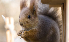 小美同學 - 投放經理